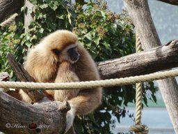Tiergarten Schönbrunn am 12.03.2025